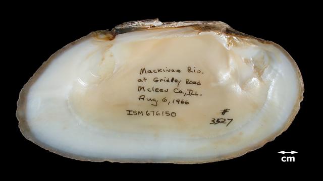 <b><i>Lasmigona costata</i> (Fluted-shell)</b>