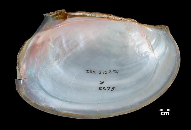 <b><i>Leptodea fragilis</i> (Fragile Papershell)</b>