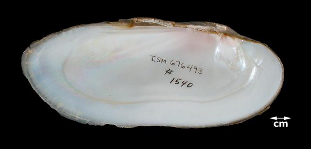 <b><i>Ligumia recta</i> (Black Sandshell)</b>