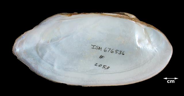 <b><i>Ligumia subrostrata</i> (Pondmussel)</b>
