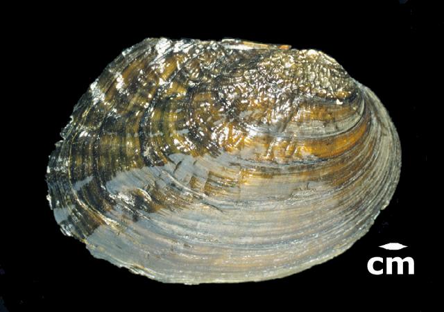 <b><i>Megalonaias nervosa</i> (Washboard)</b>