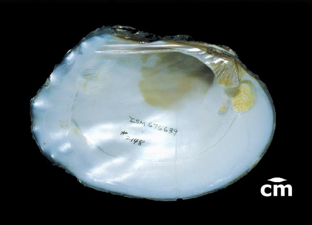 <b><i>Megalonaias nervosa</i> (Washboard)</b>