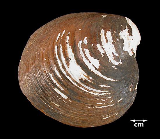 <b><i>Obovaria retusa</i> (Ring Pink)</b>