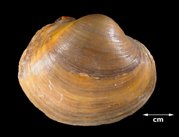 <b>Obovaria subrotunda<i> (</i>Round Hickorynut )</b>