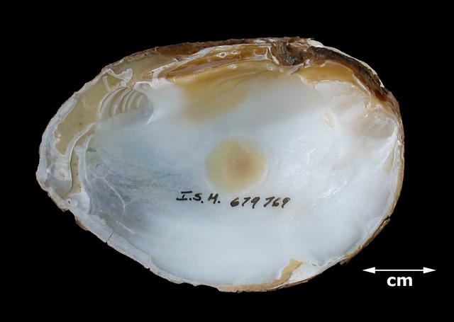 <b><i>Pleurobema clava</i> (Clubshell)</b>