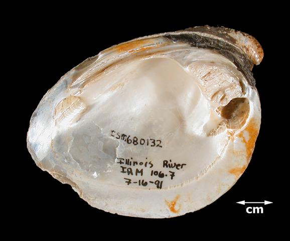 <b><i>Pleurobema rubrum</i> (Pyramid Pigtoe</b>