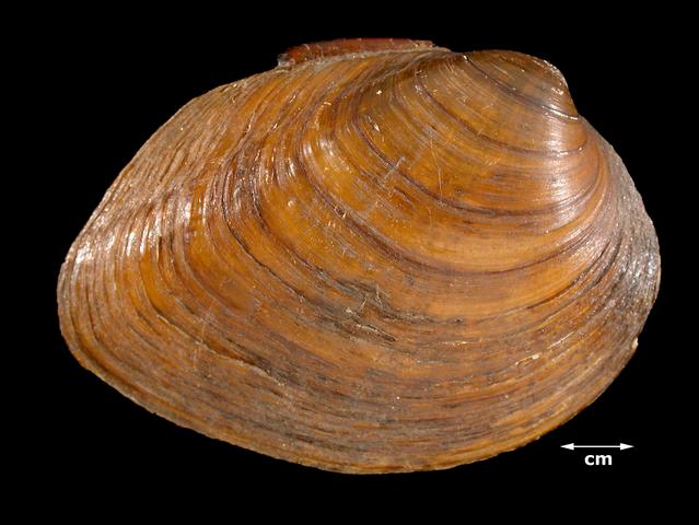 <b><i>Pleurobema sintoxia</i> (Round Pigtoe)</b>
