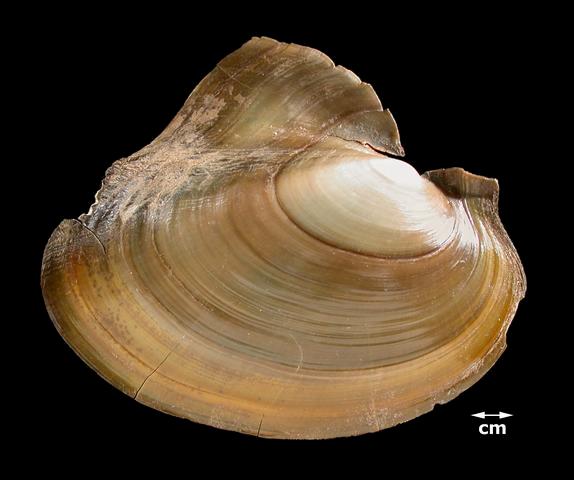 <b><i>Potamilus ohiensis </i>(Pink Papershell)</b>