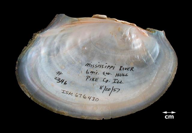 <b><i>Potamilus ohiensis</i> (Pink Papershell)</b>