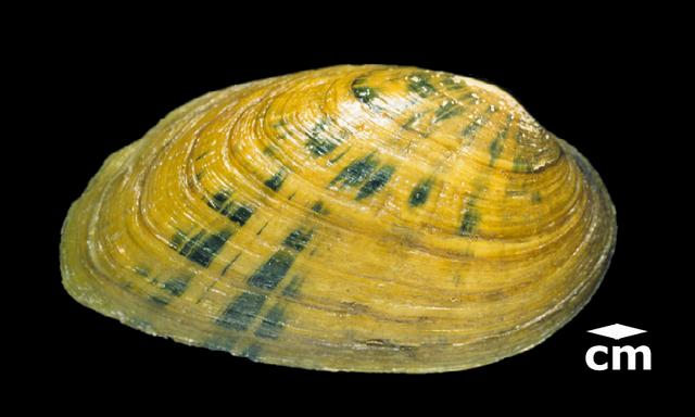 <b><i>Ptychobranchus fasciolaris(</> (Kidneyshell)</b>