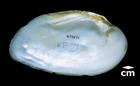 Ptychobranchus fasciolarlis (Kidneyshell)