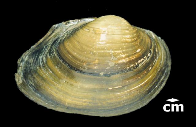 <b><i>Pyganodon grandis</i> (Giant Floater)</b>