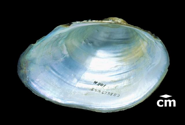 <b><i>Pyganodon grandis </i>(Giant Floater)</b>