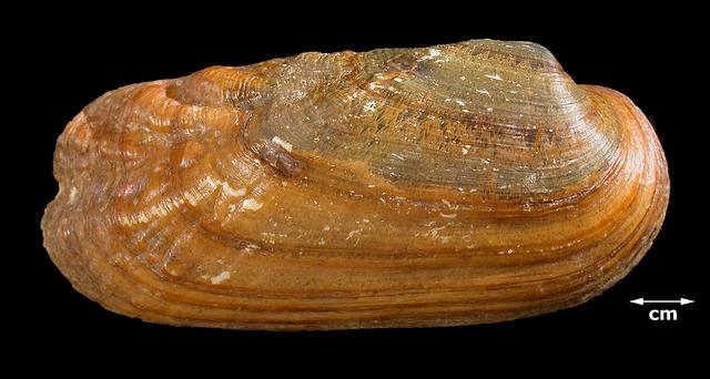<b><i>Quadrula cylindrica</i> (Rabbitsfoot)</b>