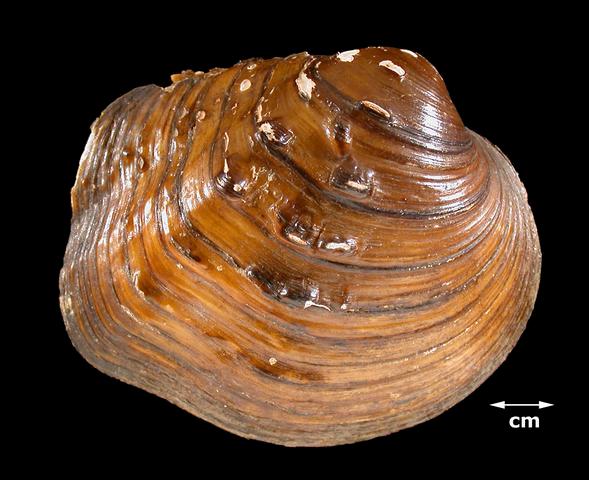 <b><i>Quadrula nodulata</i> (Wartyback)</b>