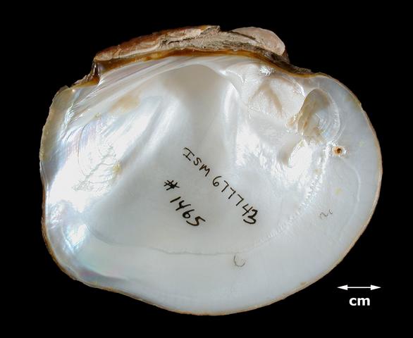 <b><i>Quadrula nodulata</i> (Wartyback)</b>