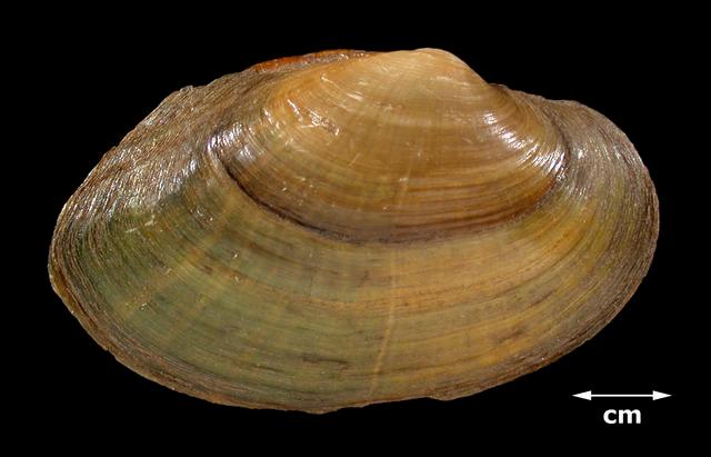 <b><i>Strophitus undulatus</i> (Squawfoot)</b>