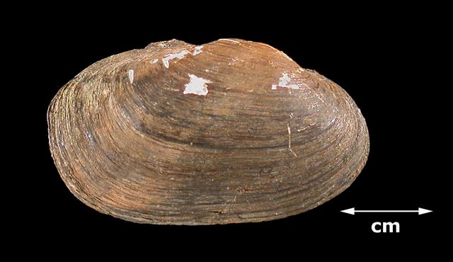 <b><i>Toxolasma parvus</i> (Lilliput)</b>