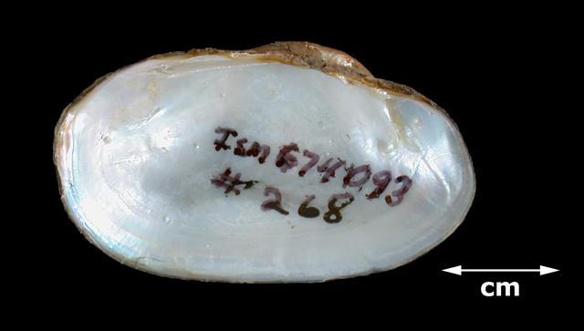 <b><i>Toxolasma parvus</i> (Lilliput)</b>