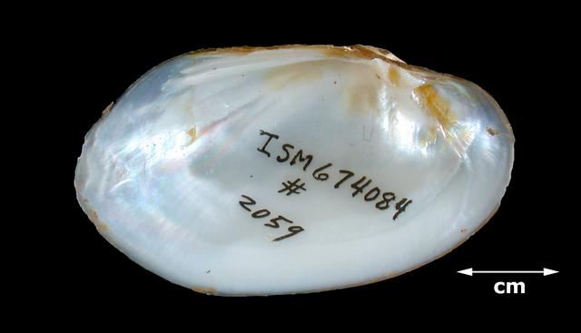 <b><i>Toxolasma texasensis</i> (Texas Lilluput)</b>