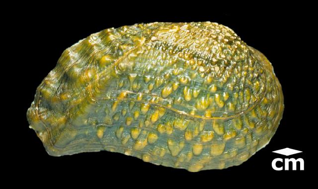 <b><i>Tritogonia verrucosa</i> (Pistolgrip)</b>
