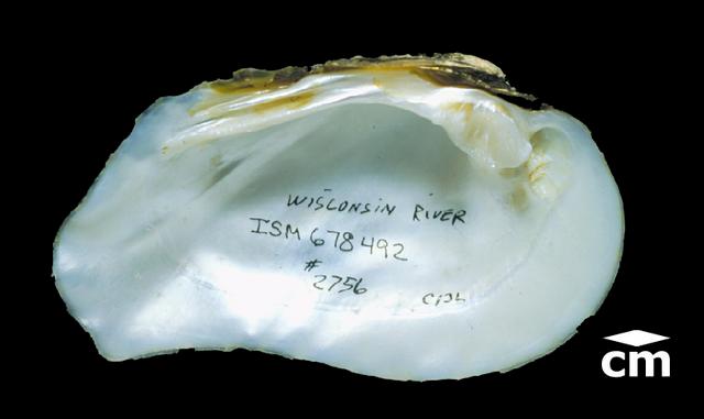 <b><i>Tritogonia verrucosa</i> (Pistolgrip)</b>