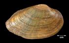 Venustaconcha ellipsiformis (Ellipse)