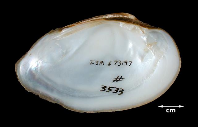 <b><i>Venustaconcha ellipsiformis</i> (Ellipse)</b>