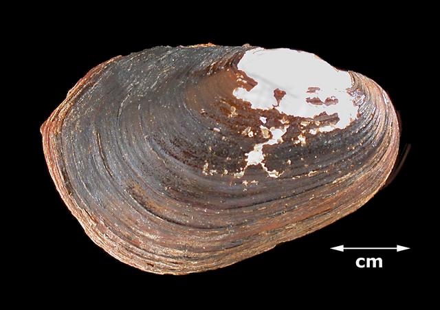 <b><i>Villosa lienosa</i> (Little Spectaclecase)</b>