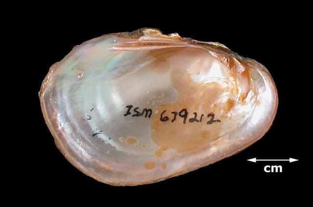 <b><i>Villosa lienosa</i> (Little Spectaclecase)</b>