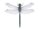 Aeshna constricta  (Lance-tipped Darner)