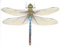 Anax junius  (Common Green Darner)