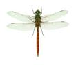 Anax longipes  (Comet Darner)