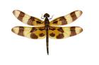 Celithemis eponina  (Halloween Pennant