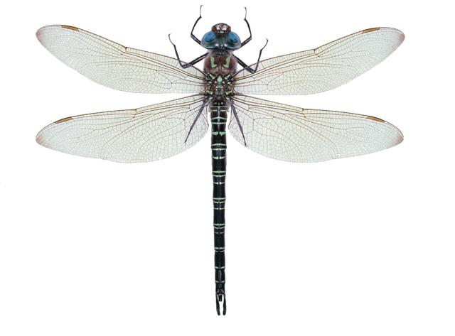 <b>Epiaeschna heros</b>  (Swamp Darner)