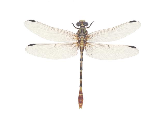 <b>Erpetogomphus designatus</b> (Eastern Ringtail)
