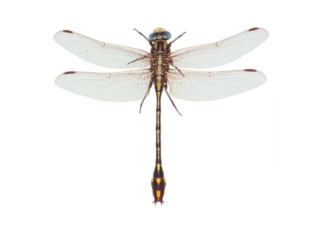 <b>Gomphus externus</b>  (Plains Clubtail)
