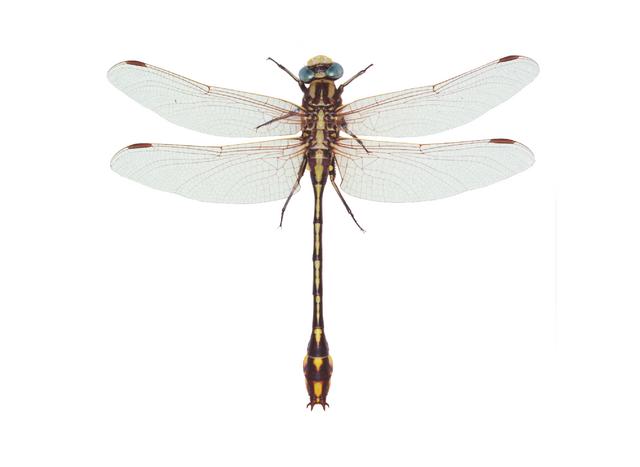 <b>Gomphus externus</b>  (Plains Clubtail)