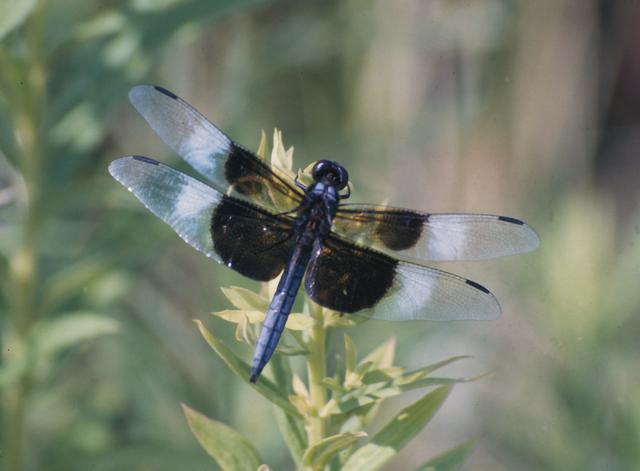 <b>Libellula luctuosa</b>  (Widow Skimmer)