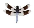 Libellula lydia  (Common Whitetail)