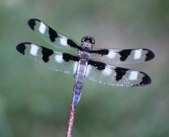 <b>Libellula pulchella</b>  (Twelve-Spotted Skimmer)