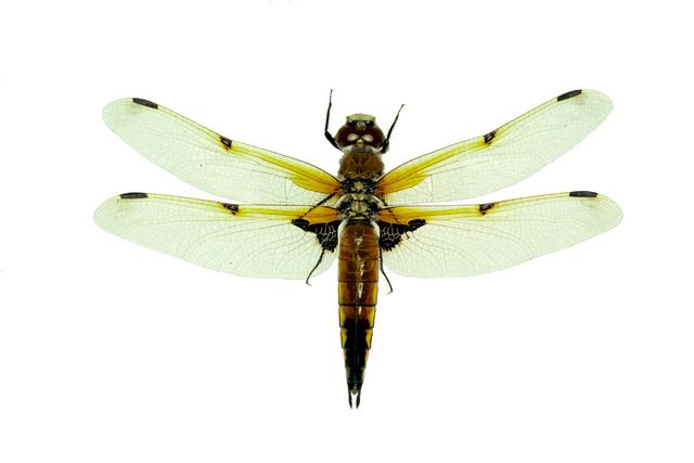 <b>Libellula quadrimaculata </b> (Four-Spotted Skimmer)
