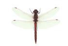 Sympetrum corruptum  (Variegated Meadowhawk)