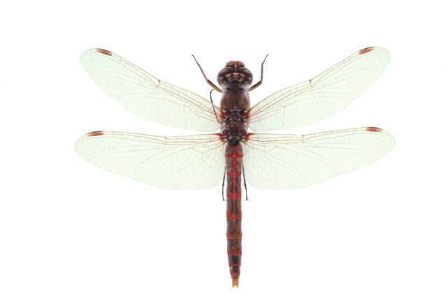 <b>Sympetrum corruptum</b>  (Variegated Meadowhawk)