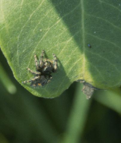 <b>Daring Jumping Spider </b>(<i>Phidippus audax</i>)