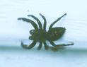 Daring Jumping Spider (Phidippus audax)