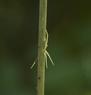 Running Crab Spider (Tibellus duttoni)