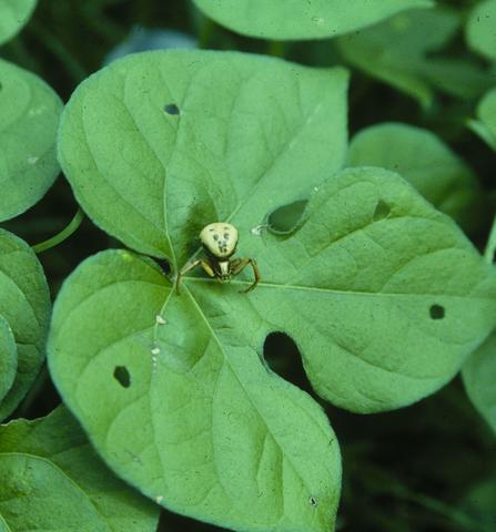 <b>Ridge-faced Flower Spider</b> (<i>Misumenoides formosipes</i>)