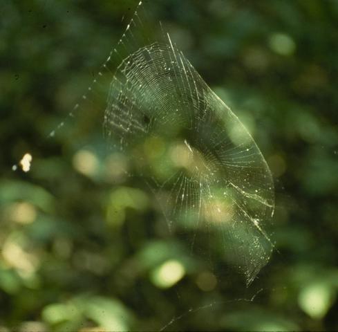 Web of <i>Micrathena gracilis</i>