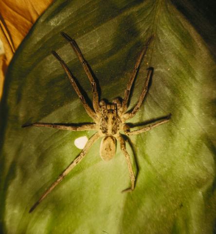 <b>Forest Wolf Spider</b> (<i>Gladicosa gulosa</i>)